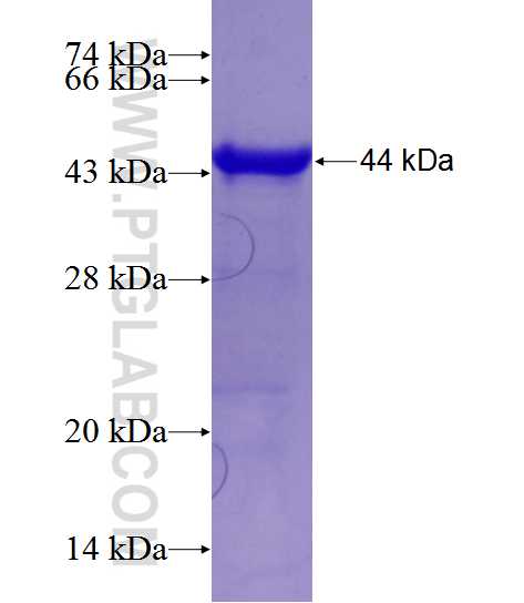LIG1 fusion protein Ag12489 SDS-PAGE