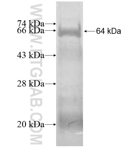 LIG1 fusion protein Ag12508 SDS-PAGE