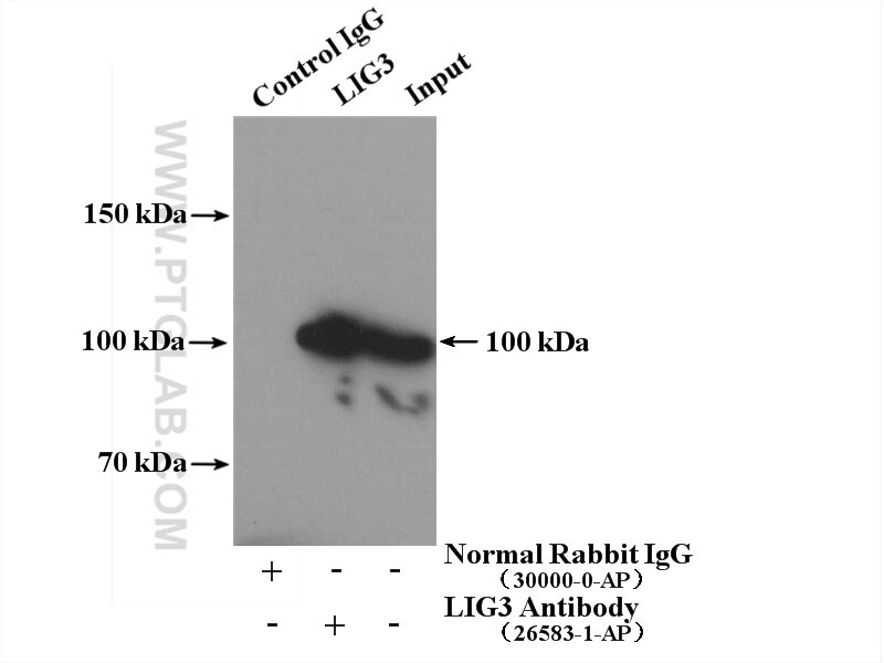 Immunoprecipitation (IP) experiment of HEK-293T cells using LIG3 Polyclonal antibody (26583-1-AP)
