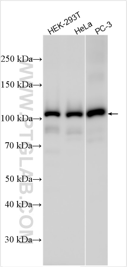 Western Blot (WB) analysis of various lysates using LIG3 Polyclonal antibody (26583-1-AP)