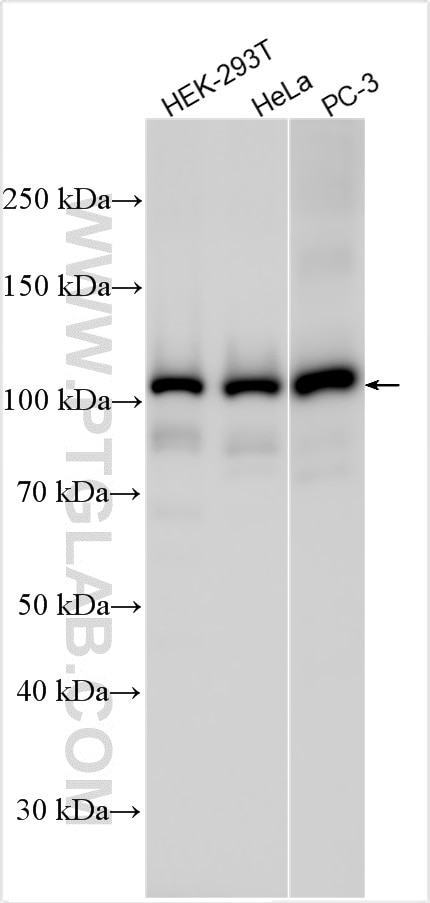 Western Blot (WB) analysis of various lysates using DNA ligase III/LIG3 Polyclonal antibody (26583-1-AP)