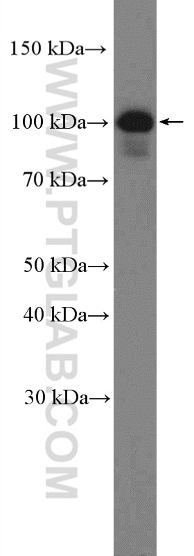 Western Blot (WB) analysis of HEK-293T cells using LIG3 Polyclonal antibody (26583-1-AP)