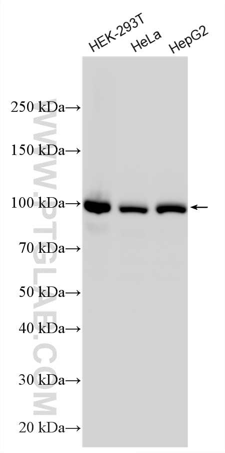 Western Blot (WB) analysis of various lysates using DNA ligase III/LIG3 Polyclonal antibody (26583-1-AP)