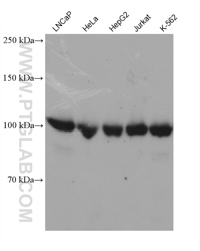 Western Blot (WB) analysis of various lysates using DNA ligase III/LIG3 Monoclonal antibody (68810-1-Ig)