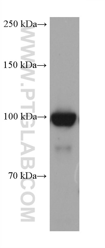 Western Blot (WB) analysis of HSC-T6 cells using DNA ligase III/LIG3 Monoclonal antibody (68810-1-Ig)