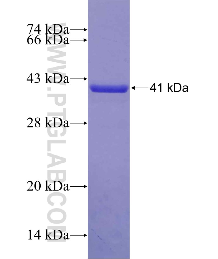 LIG3 fusion protein Ag24917 SDS-PAGE