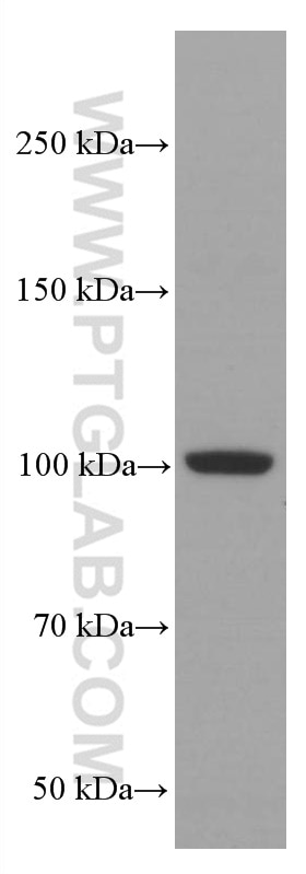 Western Blot (WB) analysis of HeLa cells using LIG4 Monoclonal antibody (66705-1-Ig)