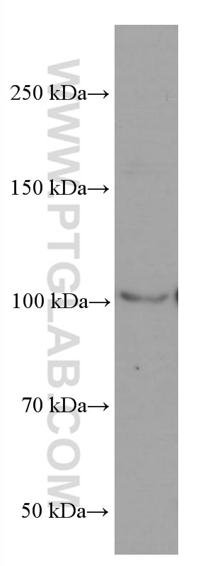 Western Blot (WB) analysis of HepG2 cells using LIG4 Monoclonal antibody (66705-1-Ig)