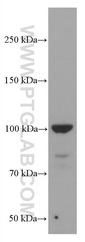 Western Blot (WB) analysis of Jurkat cells using LIG4 Monoclonal antibody (66705-1-Ig)