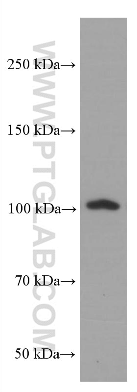 Western Blot (WB) analysis of Ramos cells using LIG4 Monoclonal antibody (66705-1-Ig)