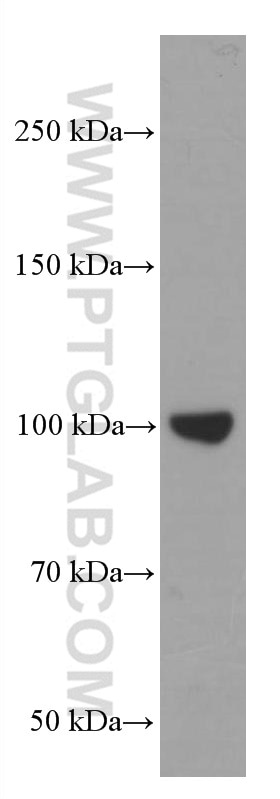 Western Blot (WB) analysis of PC-3 cells using LIG4 Monoclonal antibody (66705-1-Ig)