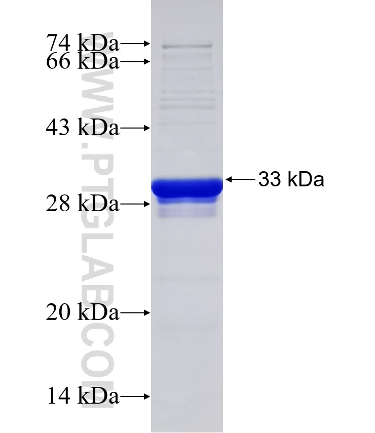 LILRA2 fusion protein Ag32652 SDS-PAGE