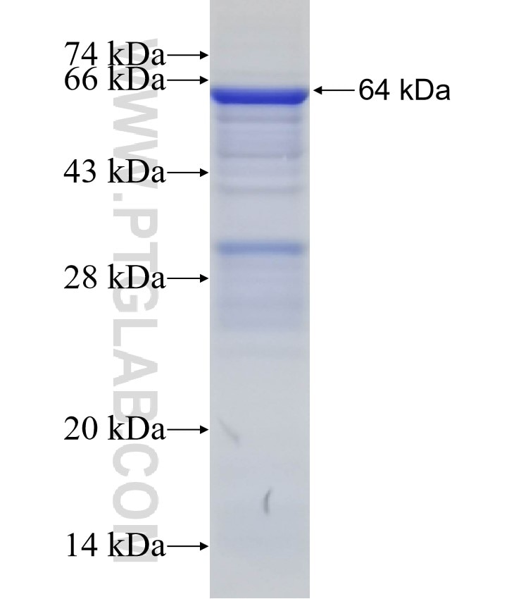 LILRA2 fusion protein Ag2003 SDS-PAGE