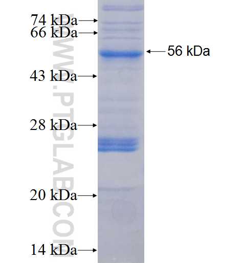 LILRA3 fusion protein Ag5601 SDS-PAGE