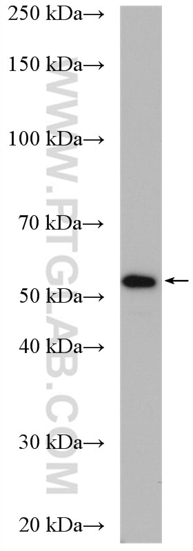 Western Blot (WB) analysis of L02 cells using LILRA4 Polyclonal antibody (21153-1-AP)