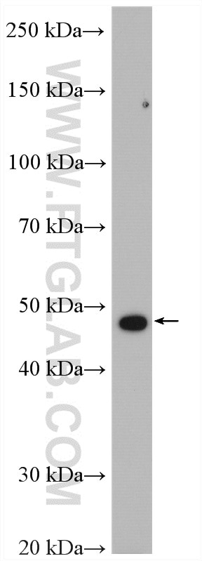 Western Blot (WB) analysis of HL-60 cells using LILRA4 Polyclonal antibody (21153-1-AP)