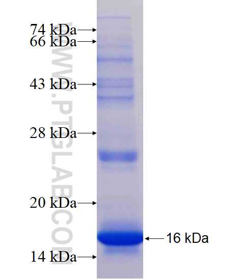 LILRA4 fusion protein Ag17195 SDS-PAGE