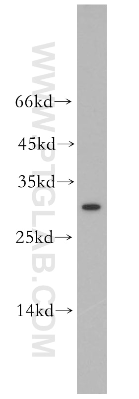 Western Blot (WB) analysis of K-562 cells using LILRA5 Polyclonal antibody (18821-1-AP)