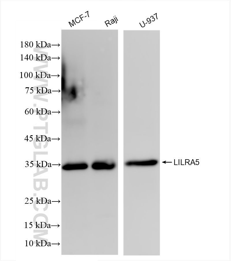 LILRA5/CD85f