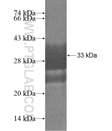 LILRA5 fusion protein Ag20315 SDS-PAGE