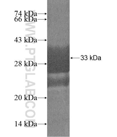 LILRA5 fusion protein Ag20315 SDS-PAGE