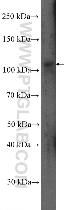 Western Blot (WB) analysis of Ramos cells using LILRB1 Polyclonal antibody (26455-1-AP)