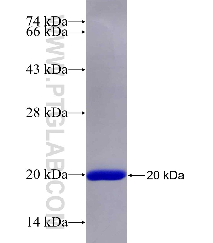 LILRB1 fusion protein Ag24787 SDS-PAGE
