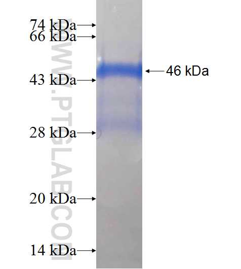 LILRB1 fusion protein Ag24795 SDS-PAGE
