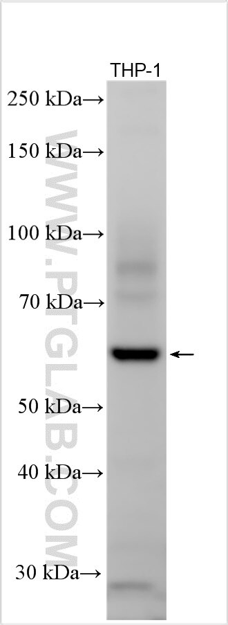 Western Blot (WB) analysis of various lysates using LILRB2 Polyclonal antibody (14154-1-AP)