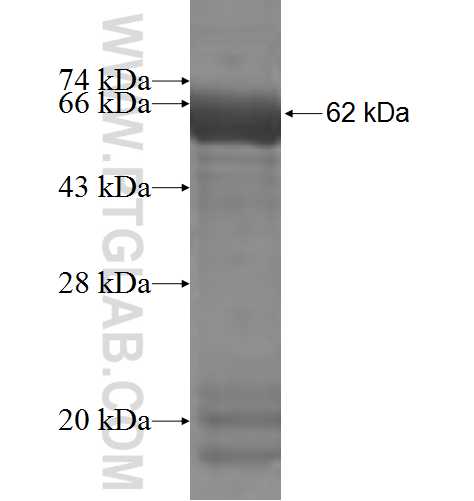 LILRB2 fusion protein Ag5336 SDS-PAGE