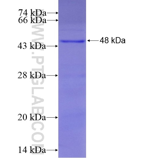 LILRB3 fusion protein Ag13101 SDS-PAGE