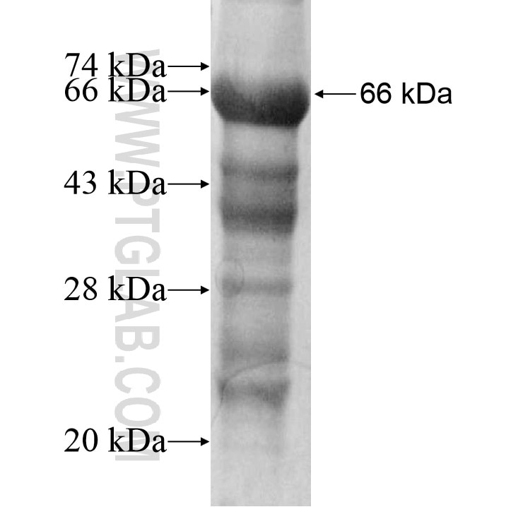 LILRB3 fusion protein Ag13110 SDS-PAGE