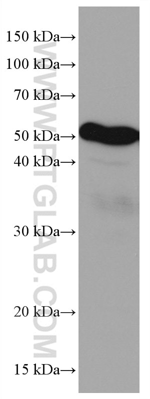 Western Blot (WB) analysis of MCF-7 cells using LILRB4 Monoclonal antibody (67119-1-Ig)