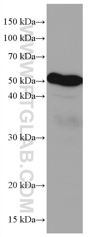Western Blot (WB) analysis of MCF-7 cells using LILRB4 Monoclonal antibody (67119-1-Ig)