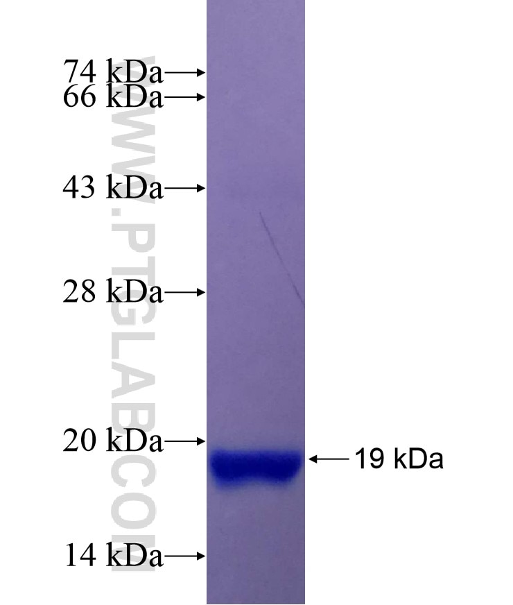 LILRB4 fusion protein Ag28928 SDS-PAGE
