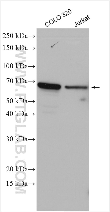Western Blot (WB) analysis of various lysates using LILRB5 Polyclonal antibody (12881-1-AP)