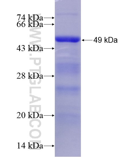 LILRB5 fusion protein Ag28624 SDS-PAGE