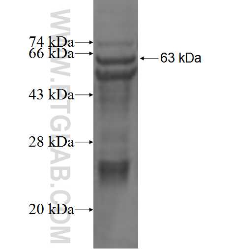 LILRB5 fusion protein Ag3886 SDS-PAGE