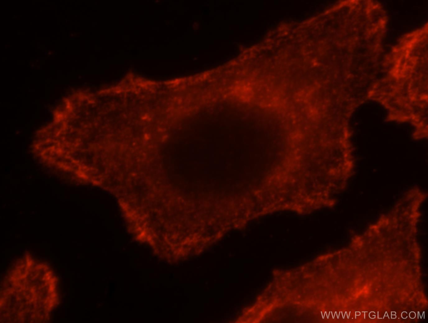 Immunofluorescence (IF) / fluorescent staining of HepG2 cells using EPLIN Polyclonal antibody (16639-1-AP)