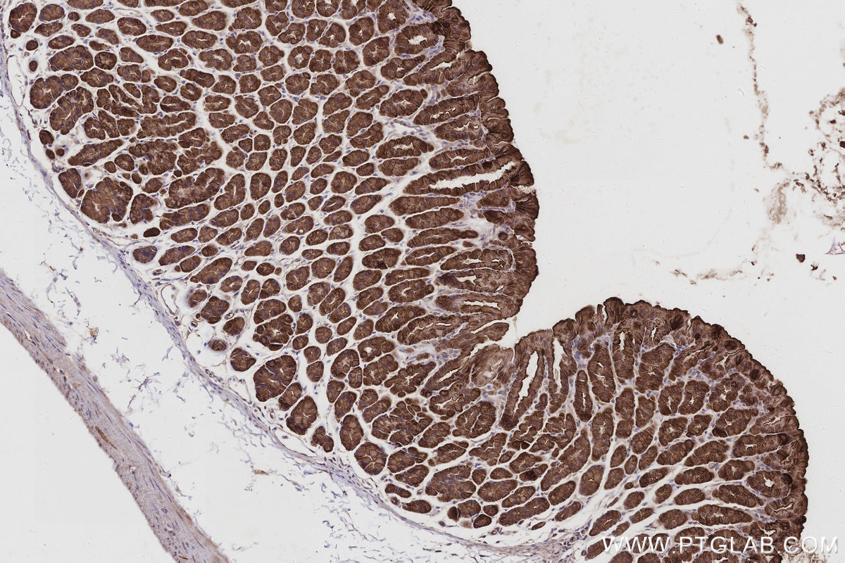 Immunohistochemistry (IHC) staining of mouse stomach tissue using EPLIN Polyclonal antibody (16639-1-AP)