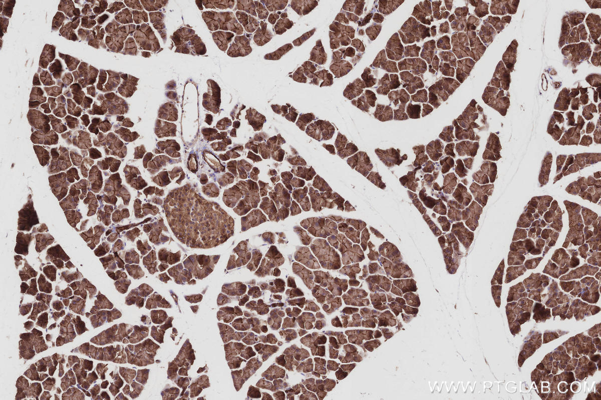 Immunohistochemistry (IHC) staining of mouse pancreas tissue using EPLIN Polyclonal antibody (16639-1-AP)