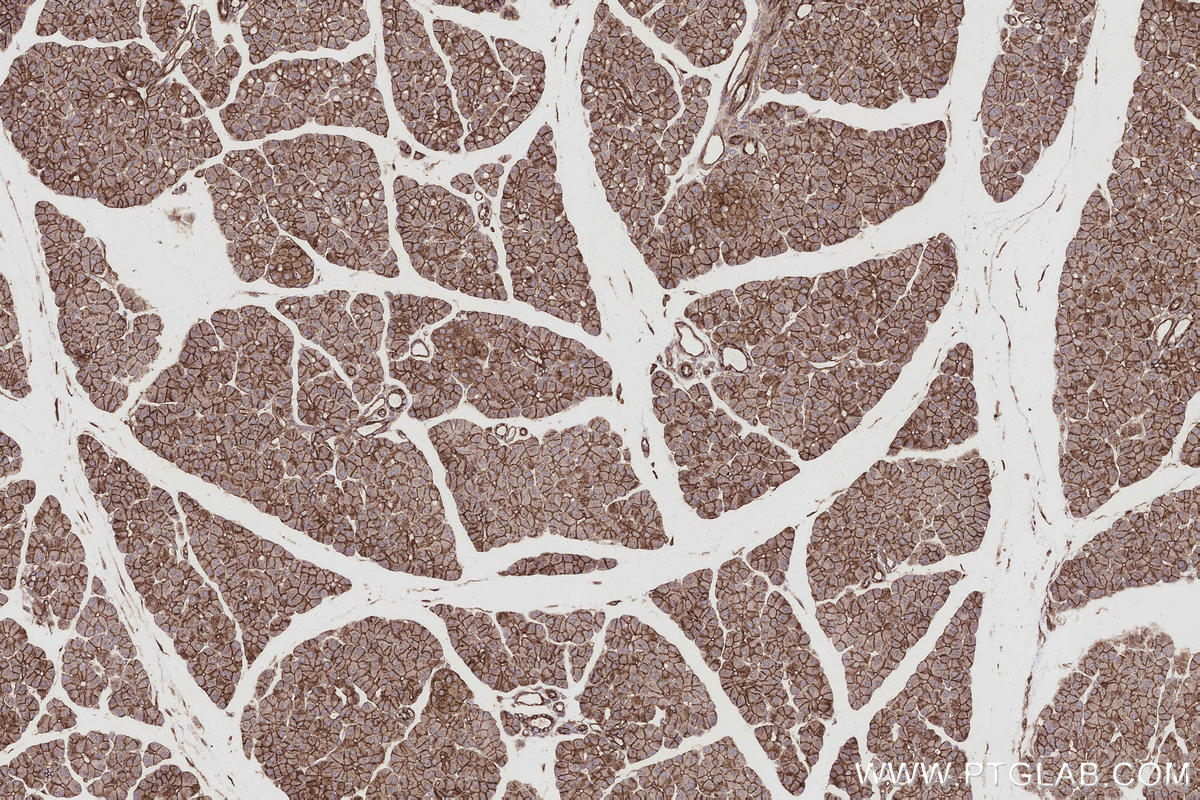 Immunohistochemistry (IHC) staining of rat pancreas tissue using EPLIN Polyclonal antibody (16639-1-AP)