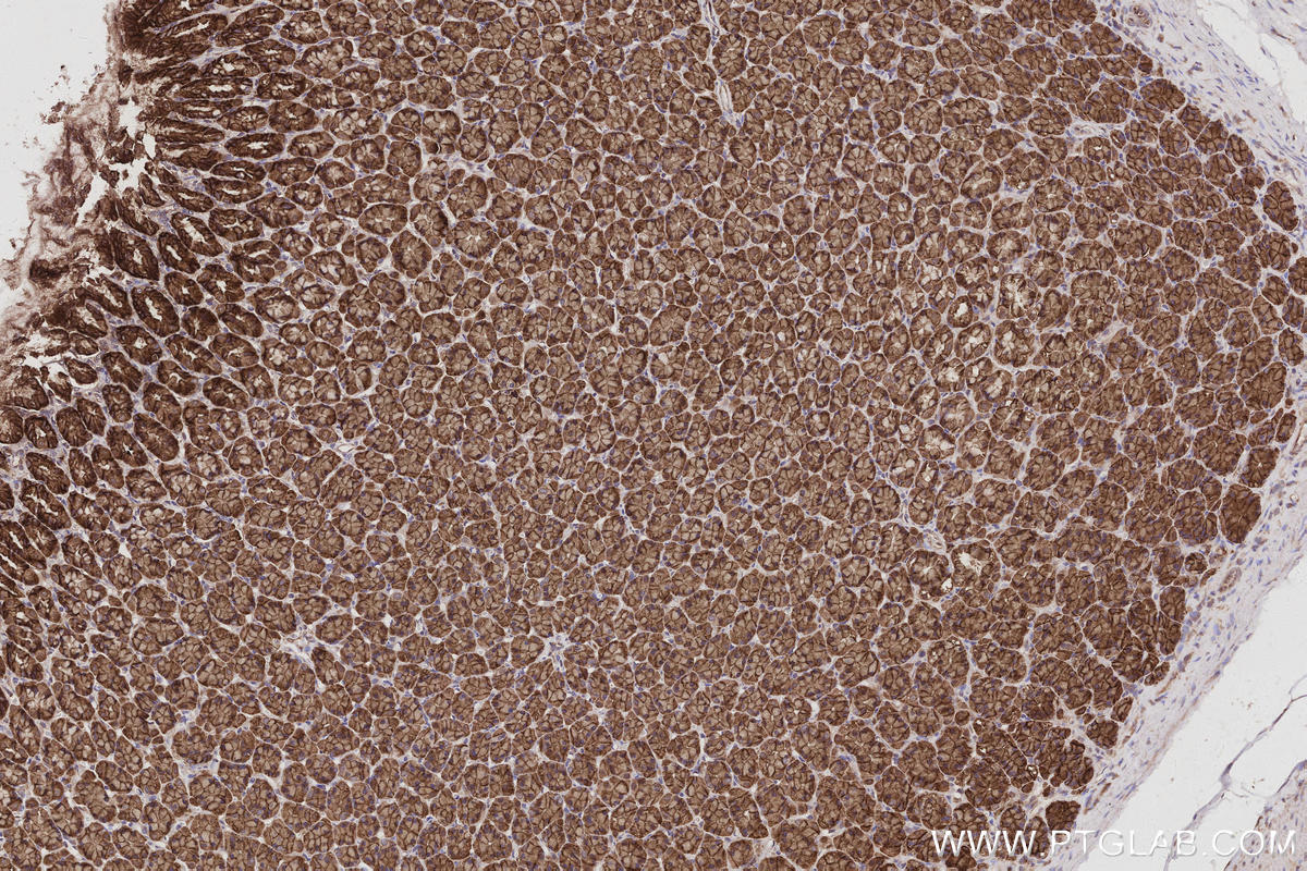 Immunohistochemistry (IHC) staining of rat stomach tissue using EPLIN Polyclonal antibody (16639-1-AP)