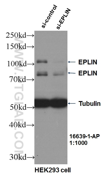 WB analysis of HEK-293 using 16639-1-AP