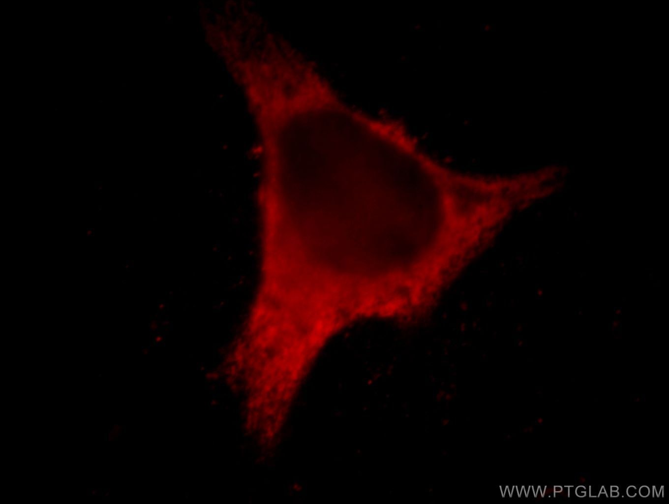 Immunofluorescence (IF) / fluorescent staining of HeLa cells using EPLIN Monoclonal antibody (66071-1-Ig)