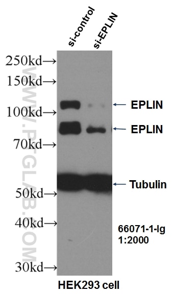 Western Blot (WB) analysis of HEK-293 cells using EPLIN Monoclonal antibody (66071-1-Ig)