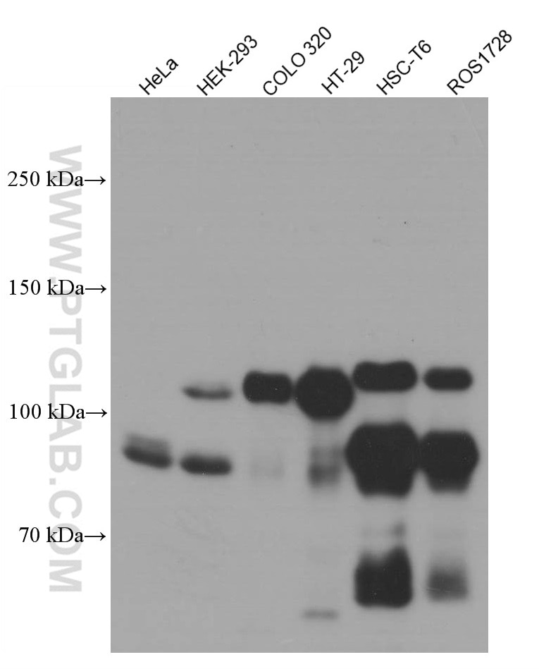 Western Blot (WB) analysis of various lysates using EPLIN Monoclonal antibody (66071-1-Ig)