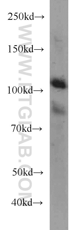 WB analysis of HEK-293 using 66071-1-Ig