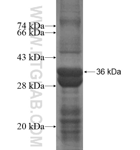 LIMA1 fusion protein Ag13288 SDS-PAGE