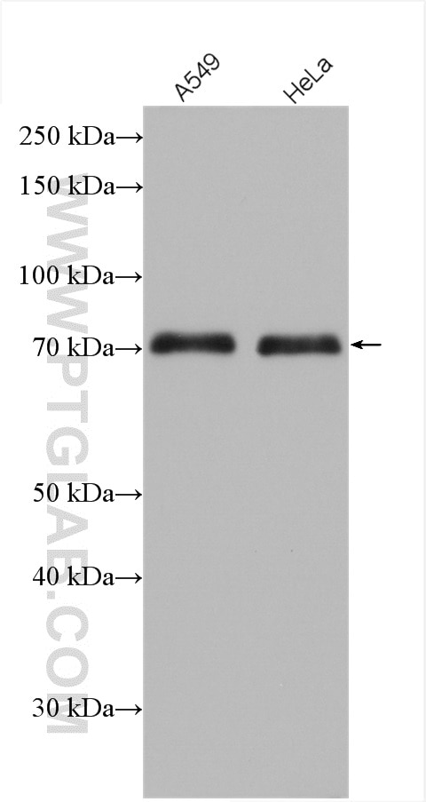 Western Blot (WB) analysis of various lysates using LIMD1 Polyclonal antibody (28106-1-AP)
